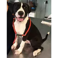 Foto dell\'animale cane - Matr. 2018/1669 - Microchip 380260042933380