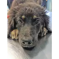 Foto dell\'animale cane - Matr. 2018/1671 - Microchip 380260042819877