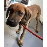 Foto dell\'animale cane - Matr. 2018/1672 - Microchip 380260042815483