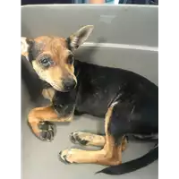 Foto dell\'animale cane - Matr. 2018/1673 - Microchip 380260042786865