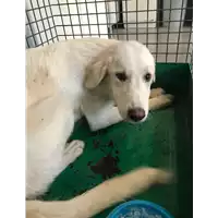 Foto dell\'animale cane - Matr. 2018/1674 - Microchip 380260002983682