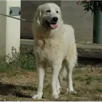 cane - Matr. 2016/1162 - Microchip 380260042932292