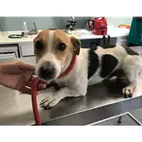 Foto dell\'animale cane - Matr. 2018/1675 - Microchip 380260080194832