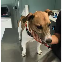 Foto dell\'animale cane - Matr. 2018/1676 - Microchip 380260080100731