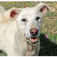 Foto dell\'animale cane - Matr. 2016/1811 - Microchip 380260042788581