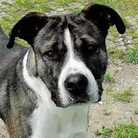 Foto dell\'animale cane - Matr. 2018/1683 - Microchip 380260042786760