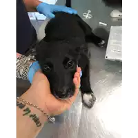 Foto dell\'animale cane - Matr. 2018/1677 - Microchip 380260042931900