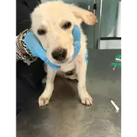 Foto dell\'animale cane - Matr. 2018/1678 - Microchip 380260042786530