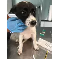 Foto dell\'animale cane - Matr. 2018/1679 - Microchip 380260042819505