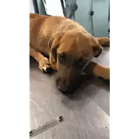 Foto dell\'animale cane - Matr. 2018/1684 - Microchip 380260042787850