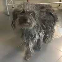 Foto dell\'animale cane - Matr. 2018/1685 - Microchip 380260042932163