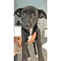 Foto dell\'animale cane - Matr. 2018/1697 - Microchip 380260042931912