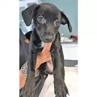 cane - Matr. 2018/1698 - Microchip 380260042933212