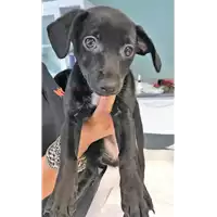 Foto dell\'animale cane - Matr. 2018/1698 - Microchip 380260042933212