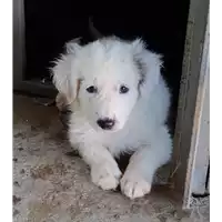Foto dell\'animale cane - Matr. 2018/1693 - Microchip 380260042932180