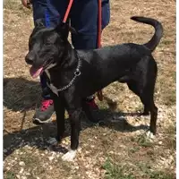 cane - Matr. 2018/1701 - Microchip 380260042932739