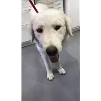 Foto dell\'animale cane - Matr. 2018/1704 - Microchip 380260043527384