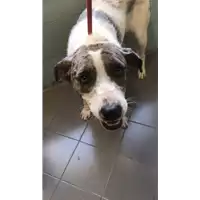 Foto dell\'animale cane - Matr. 2018/1705 - Microchip 380260042932342