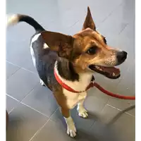Foto dell\'animale cane - Matr. 2018/1711 - Microchip 380260042933366