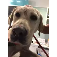 Foto dell\'animale cane - Matr. 2018/1713 - Microchip 380260042932811