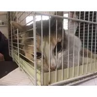 Foto dell\'animale gatto - Matr. 2018/1714 - Microchip 380260042786833