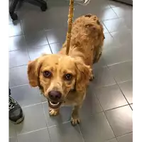 cane - Matr. 2018/1715 - Microchip 380260042931923
