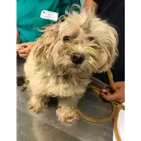 Foto dell\'animale cane - Matr. 2018/1721 - Microchip 380260042932681