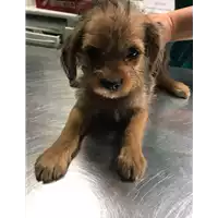 Foto dell\'animale cane - Matr. 2018/1722 - Microchip 380260042933393