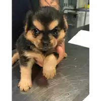 Foto dell\'animale cane - Matr. 2018/1719 - Microchip 380260042933131