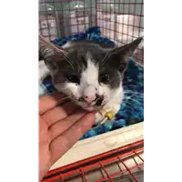 Foto dell\'animale gatto - Matr. 2018/1726 - Microchip 380260042932310
