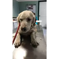 Foto dell\'animale cane - Matr. 2018/1727 - Microchip 380260042933073