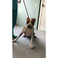 Foto dell\'animale cane - Matr. 2018/1728 - Microchip 380260000407347