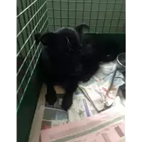 Foto dell\'animale cane - Matr. 2018/1730 - Microchip 380260042932118