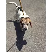 Foto dell\'animale cane - Matr. 2016/1506 - Microchip 981100000163804