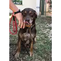Foto dell\'animale cane - Matr. 2018/1607 - Microchip 380260002843773