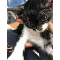 Foto dell\'animale gatto - Matr. 2018/1737 - Microchip 380260042786666