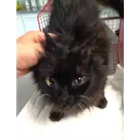 Foto dell\'animale gatto - Matr. 2018/1738 - Microchip 380260042786609