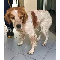 Foto dell\'animale cane - Matr. 2018/1735 - Microchip 380260042787426