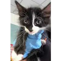 Foto dell\'animale gatto - Matr. 2018/1744 - Microchip 380260042786705