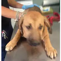 Foto dell\'animale cane - Matr. 2018/1753 - Microchip 380260042933390