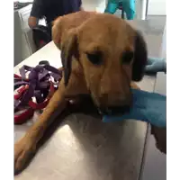 Foto dell\'animale cane - Matr. 2018/1754 - Microchip 380260042932083