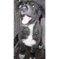 Foto dell\'animale cane - Matr. 2018/1758 - Microchip 380260042932314