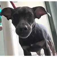 Foto dell\'animale cane - Matr. 2018/1755 - Microchip 380260042932048