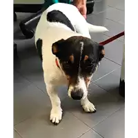 Foto dell\'animale cane - Matr. 2018/1756 - Microchip 380260002156230