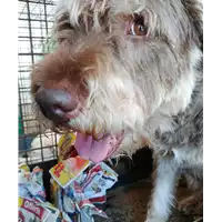 Foto dell\'animale cane - Matr. 2014/0013 - Microchip 941000013163980