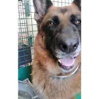 Foto dell\'animale cane - Matr. 2018/1762 - Microchip 380260080208427