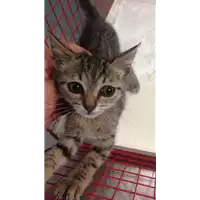 Foto dell\'animale gatto - Matr. 2018/1765 - Microchip 380260042933392