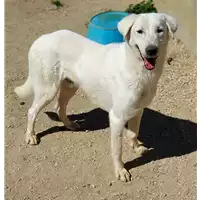 Foto dell\'animale cane - Matr. 2018/1763 - Microchip 380260042933355