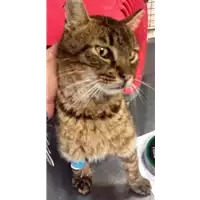 Foto dell\'animale gatto - Matr. 2018/1764 - Microchip 380260042933016