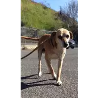 cane - Matr. 2018/1772 - Microchip 380260042933055